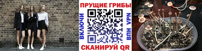 Псилоцибиновые грибы Magic Shrooms  наркота  omg зеркало  Новый Уренгой 